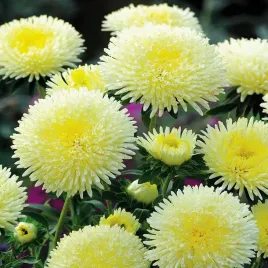 aster-ksiazecy-aleksandra-zolty-bialy-astry-1g