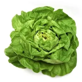 salata-maslowa-michalina-wiosenna-letnia-gruntowa