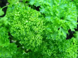 pietruszka-mooskrause-2g-kedzierzawa-caloroczna