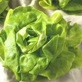 salata-maslowa-modesta-1g-gruntowa-sr-wczesna