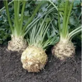 seler-torpedo-40ziaren-na-przechowywanie-vilmorin