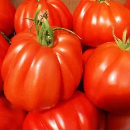 nasiona-pomidor-corazon-f1-bawole-serce-smaczny