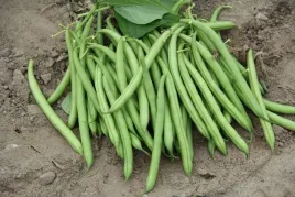 fasola-contender-zielona-wczesna-bardzo-smaczna
