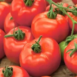 nasiona-pomidor-orkado-f1-02g-mieszaniec-pyszny