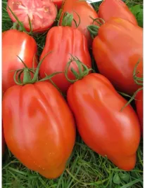 pomidor-cabosse-f1-wydluzone-bawole-serce-6-ziaren