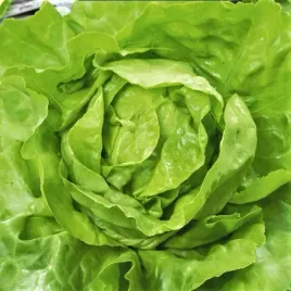 salata-marysienka-maslowa-odporna-wiosna-jesien