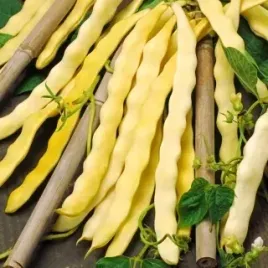 nasiona-fasola-tyczna-neckargold-zolta-szparagowa