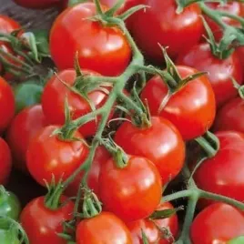 pomidor-maskotka-nasiona-balkonowy-doniczkowy-05g