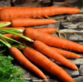 marchew-nantaise-2-nantejska-dlugosc-18cm-smaczna