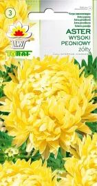 aster-peoniowy-zolty-kulisty-kwiaty-astry-1g