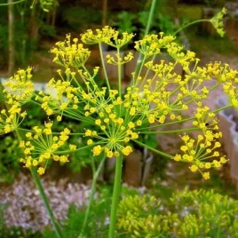 koper-ogrodowy-lukullus-caloroczny-nasiona-5g