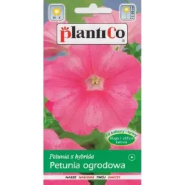 petunia-ogrodowa-rozowa-bajka-petunie-rozowe-niskie-piekne-rozowe-kwiaty