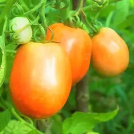 pomidor-pomaranczowy-jokato-do-przetworow-salatek