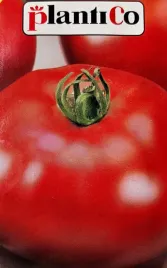 pomidor-palava-mieszaniec-f1-szklarniowy-tunelowy