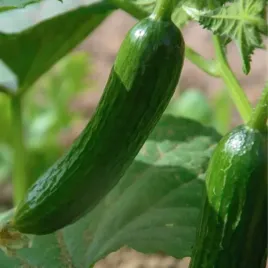 ogorek-salatkowy-gracius-gladki-mieszaniec-f1-plan