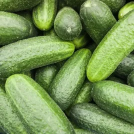 ogorek-partner-f1-partenokarpiczny-vilmorin-3g