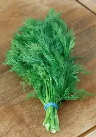 koper-herkules-srednio-pozny-ogrodowy-koperek-5g