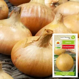 toraf-cebula-sochaczewska-5g-pozna-lagodna-duza
