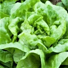 salata-krolowa-majowych-maslowa-glowka-wczesna-popularna-bardzo-wczesna-1g