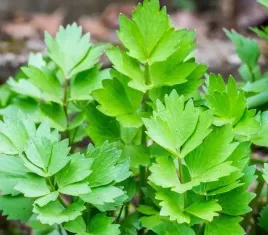 lubczyk-ogrodowy-wieloletni-ziola-przyprawa-1g