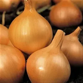 cebula-wolska-najpopularniejsza-smaczna-ostra-5g