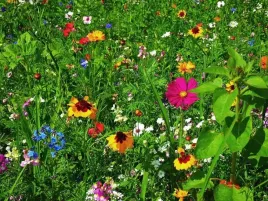 mieszanka-kwiatow-roslin-przyciagajaca-pszczoly