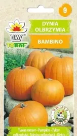 dynia-olbrzymia-bambino-ozdobna-halloween-5g