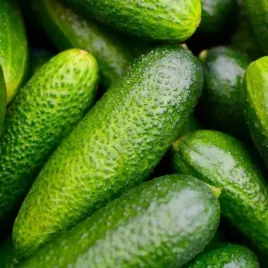 nasiona-ogorek-f1-drobnobrodawkowy-marcel-5g