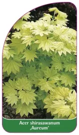 etykiety-do-roslin-acer-shirasawanum-aurerum