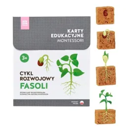 karty-montessori-cykl-rozwojowy-fasoli-figurki