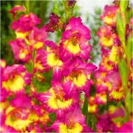 gladiolus-mieczyk-egzotyczny-far-west-rozowo-zolty-mieczyki-cebulki-5-szt
