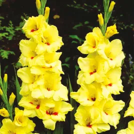 gladiolus-mieczyk-wielkokwiatowy-platini-zolty-pieknosc-cebulki-5-szt