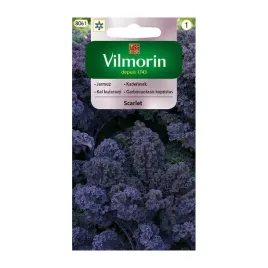 jarmuz-scarlet-fioletowy-srednio-pozny-dekoracyjny-odporny-na-temperatury