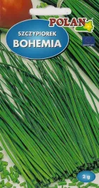 szczypiorek-ogrodowy-bohemia-2g-wieloletni-do-zbioru-w-kwietniu-plenny