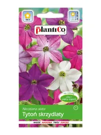 1000-nasion-tyton-skrzydlaty-pachnace-kwiaty-nasiona-plantico
