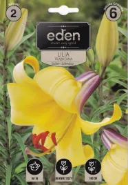 lilia-trabkowa-golden-splendour-2szt-eden
