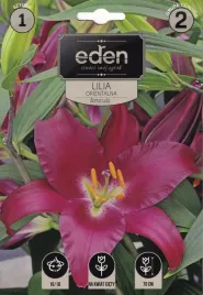 lilia-orientalna-barracuda-1szt-eden