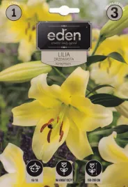 lilia-drzewiasta-honeymoon-1szt-eden