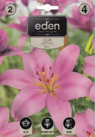 lilia-azjatycka-rosita-2szt-eden