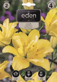 lilia-azjatycka-fata-morgana-2szt-eden