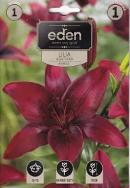 lilia-azjatycka-america-1szt-eden