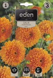 dalia-pomponowa-sylvia-1szt-eden