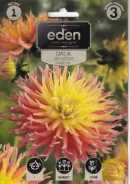 dalia-kaktusowa-fringed-star-1szt-eden