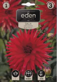 dalia-kaktusowa-bergers-record-1szt-eden