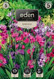babiana-kew-hybrids-5-sztuk-eden
