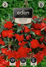 begonia-kaskadowa-czerwona-2-szt-eden
