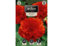 begonia-bulwiasta-podwojna-czerwona-2-sztuki-eden