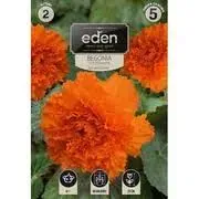 begonia-bulwiasta-strzepiasta-pomaranczowa-2-sztuki-eden