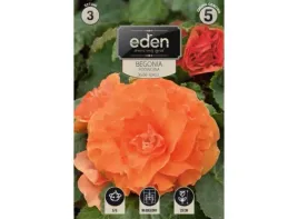 begonia-bulwiasta-podwojna-apricot-3-sztuki-eden