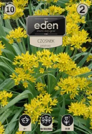 czosnek-poludniowy-zolty-10-sztuk-eden